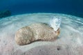 Sea Cucumber and Cuvierian Tubules