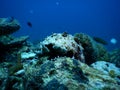 Sea cucumber deepblue sea