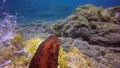 Sea cucumber dispel sperm in Atlantic ocean.