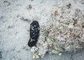 Sea cucumber with excrement. Colourful marine life in Red Sea, Egypt, Dahab.