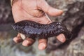 Sea cucumber in his hand Royalty Free Stock Photo