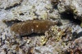 Sea Cucumber Holothuroidea Laying In The Ocean Floor, Sea Urchin Diadema Setosum Hiden In The Rock. Marine Echinoderm Animal, Royalty Free Stock Photo