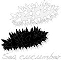 Sea cucumber is isolated on white background