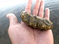 Sea cucumber on the hand of man. Royalty Free Stock Photo