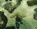 Sea cucumber on the ocean floor surrounded by lava rocks