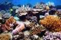 sea cucumber and other invertebrates on a coral reef