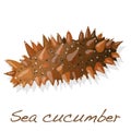 Sea cucumber solated Royalty Free Stock Photo