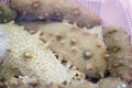 Sea cucumbers (echinoderms) for sale at fish market, South Korea