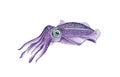 Sea cuttlefish watercolor illustration. Hand drawn underwater creature. Ocean wildlife tropical sepia animal. Tasty restaurant sea