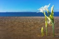 Sea Daffodil on Aegean beach, Pancratium maritimum. Carian Trail, Turkey. Royalty Free Stock Photo