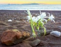 Sea Daffodil against the backdrop of island Rhodes, Pancratium maritimum. Carian Trail along the Aegean sea, Turkey. Royalty Free Stock Photo