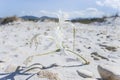 Sea Daffodil. San Teodoro (Sardinia - Italy) Royalty Free Stock Photo