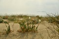 sea daffodil, sand lily, bulbous plant