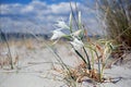 sea daffodil, sand lily, bulbous plant