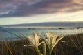 Sea daffoil white flowers blooming in the coastal sand dunes