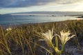 Sea daffoil white flowers in the coastal sand dunes Royalty Free Stock Photo