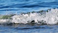 Sea death wave and foam arrives on sandy shore