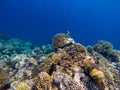 Sea deep or ocean underwater with coral reef as a background Royalty Free Stock Photo