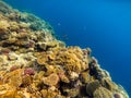 Sea deep or ocean underwater with coral reef as a background Royalty Free Stock Photo