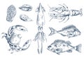 Sea Delicacy Vector Illustration Sketch Style Set