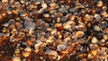 Sea shells Royalty Free Stock Photo