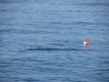 Sea diver in scuba suit with big buoy ball diving swim in water . Man in divers equipment explore the sea Royalty Free Stock Photo