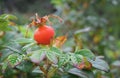 Sea dog rose, autumn day.