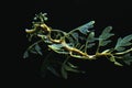 Sea dragon Royalty Free Stock Photo