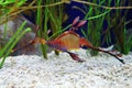 Sea Dragon Royalty Free Stock Photo