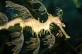 Sea Dragon Close-up Royalty Free Stock Photo