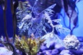 Toronto Weedy Sea Dragon Aquarium on Blue Coral