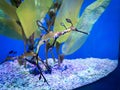 Sea dragon in seaweed Weedy Seadragon