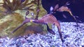 Sea Dragon Royalty Free Stock Photo