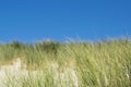 Sea dunes with blue sky in summer day near the Hague in the Netherlands Royalty Free Stock Photo