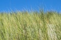 Sea dunes with blue sky in summer day near the Hague in the Netherlands Royalty Free Stock Photo