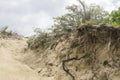 Sea dunes with cloudy sky in summer stormy day near the Hague in the Netherlands Royalty Free Stock Photo