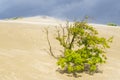 Detail of sand dunes texture on North Sea coast near the Hague in the Netherlands Royalty Free Stock Photo