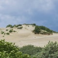 Sea dunes with tree and blue cloudy sky in windy summer day Royalty Free Stock Photo