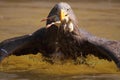 Sea eagle Royalty Free Stock Photo