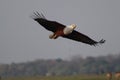 Sea Eagle Royalty Free Stock Photo