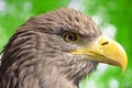 Sea eagle Royalty Free Stock Photo