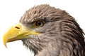 Sea eagle Royalty Free Stock Photo