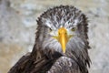 Sea Eagle Royalty Free Stock Photo