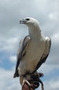 Sea eagle Royalty Free Stock Photo