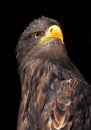 Sea eagle Royalty Free Stock Photo