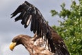 Sea eagle close up portrait Royalty Free Stock Photo