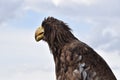 Sea eagle close up portrait Royalty Free Stock Photo