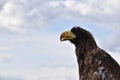 Sea eagle close up portrait Royalty Free Stock Photo