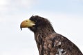 Sea eagle close up portrait Royalty Free Stock Photo