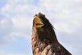 Sea eagle close up portrait Royalty Free Stock Photo